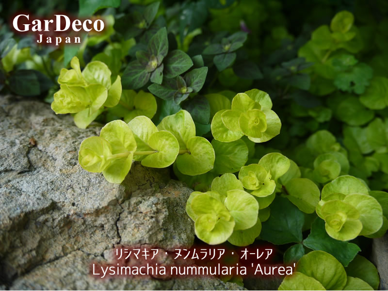 グランドカバーにおすすめの植物、リシマキア・ヌンムラリア・オーレア