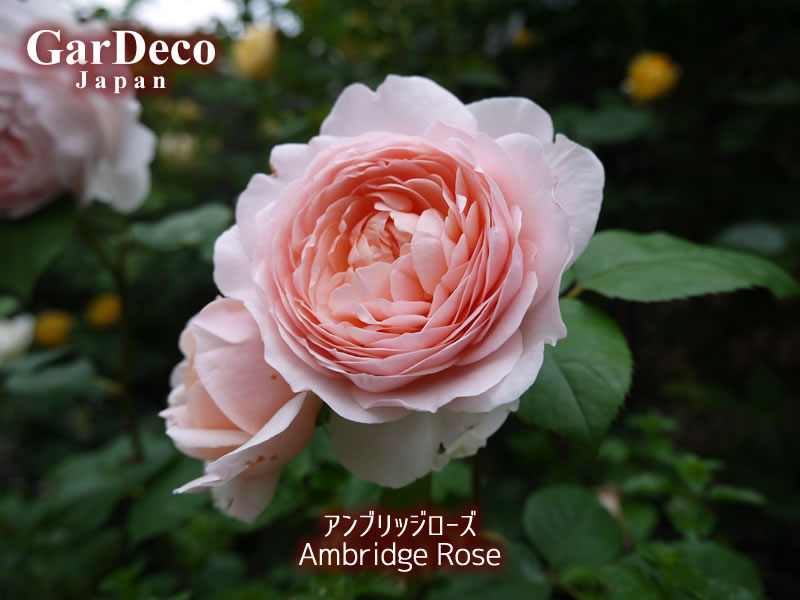 おすすめのバラ（薔薇）、アンブリッジローズ