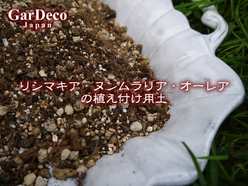 リシマキア・ヌンムラリア・オーレアの植え付け用土