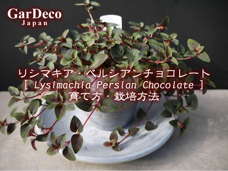 リシマキア・ペルシャンチョコレート（リシマキア・ペルシアンチョコレート）の育て方・栽培方法