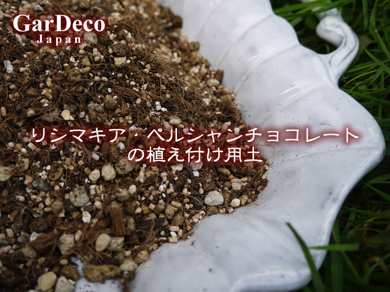 リシマキア・ペルシャンチョコレートの植え付け用土