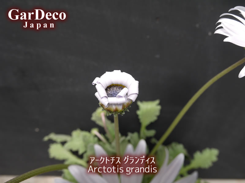アークトチスグランディスの花持ち（花保ち）日数はどれくらい？