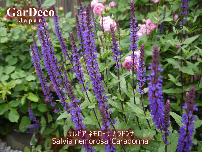 バラと相性の良いおすすめ植物：サルビア・ネモローサ・カラドンナ