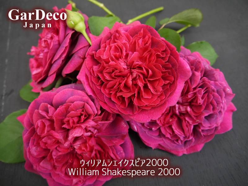 ウィリアムシェイクスピア２０００の写真・画像