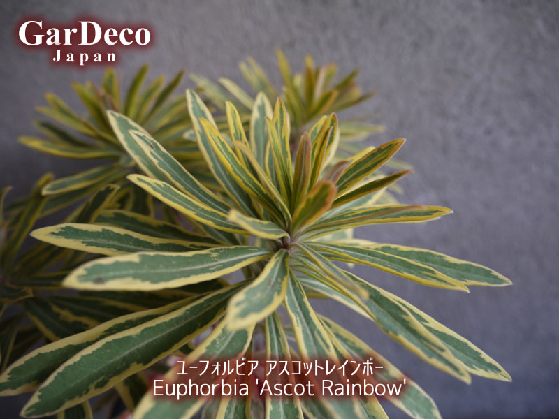 ユーフォルビア・アスコットレインボー（Euphorbia 'Ascot Rainbow'）の写真・画像