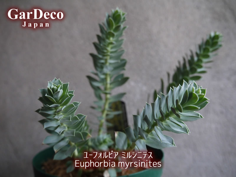 ユーフォルビア・ミルシニテス（ Euphorbia myrsinites ）の写真・画像