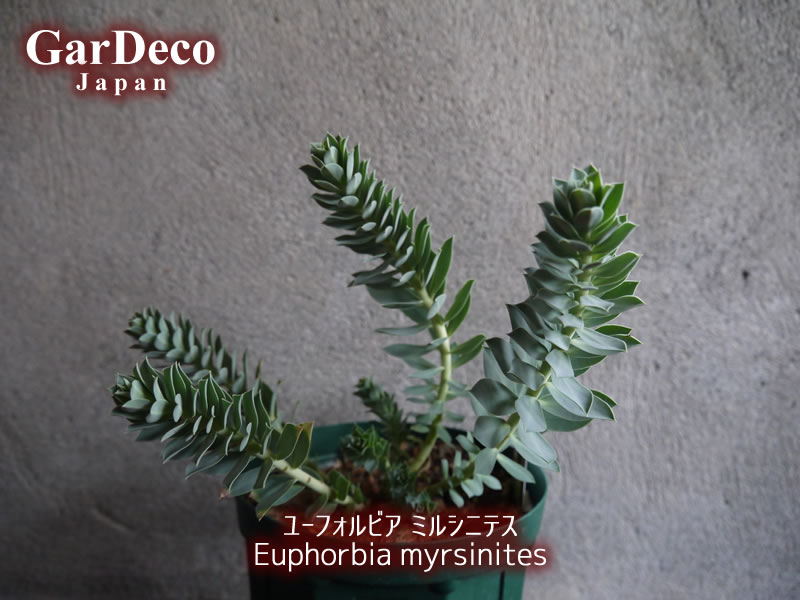 ユーフォルビア・ミルシナイツ（ Euphorbia myrsinites ）の写真・画像