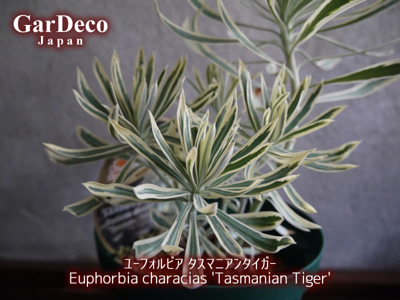 ユーフォルビア・タスマニアンタイガー（Euphorbia characias 'Tasmanian Tiger'）の写真・画像