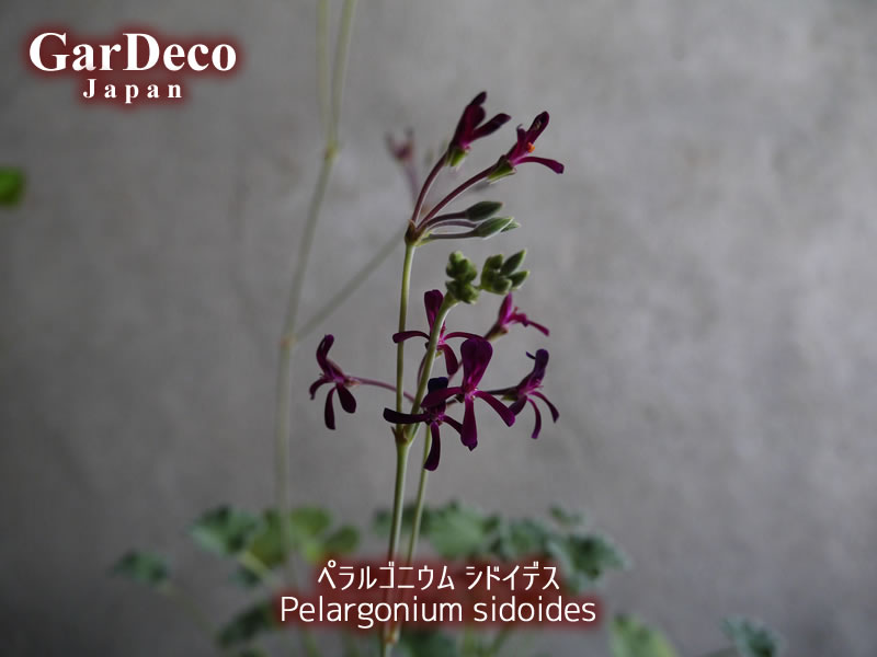 ペラルゴニウム・シドイデス（ Pelargonium sidoides ）の花