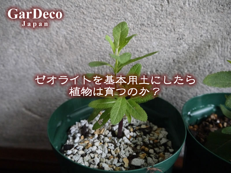 ゼオライトを基本用土にしたら植物は育つのか？