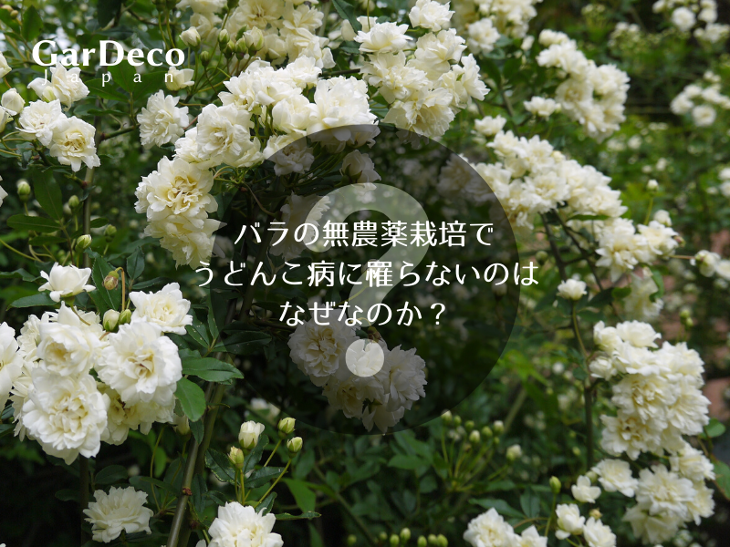 無農薬なのにバラのうどんこ病に罹らないのは何故なのか Gardeco Japan