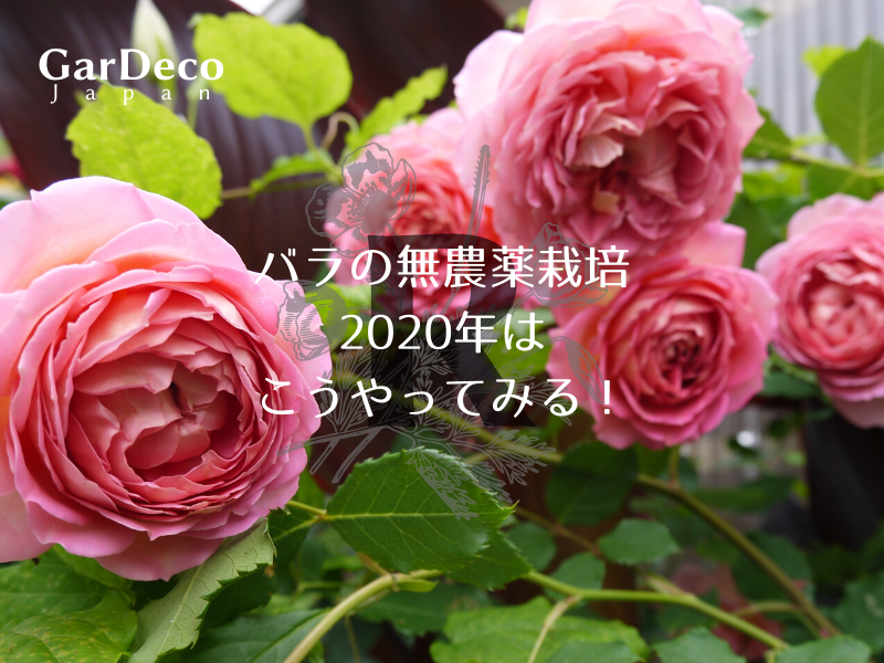 バラの無農薬栽培、2020年はこうやってみる！ | GarDeco Japan
