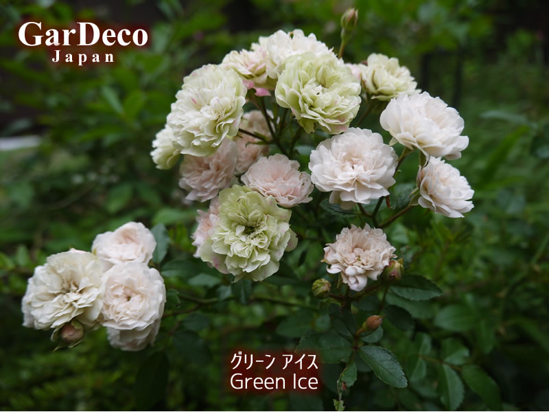 おすすめのバラ（薔薇）、グリーンアイス