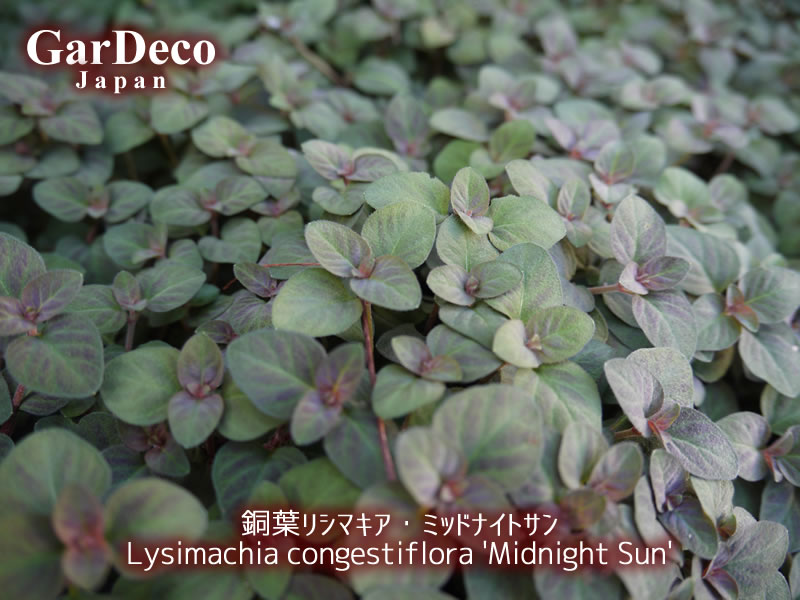 銅葉リシマキア・ミッドナイトサンが密に茂っています。
