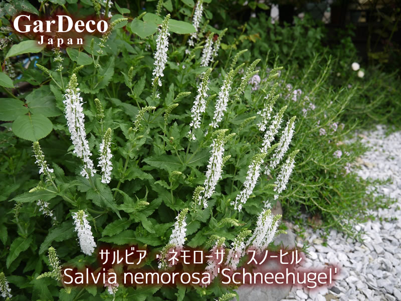 バラと相性の良いおすすめ植物、サルビア・ネモローサ・スノーヒル
