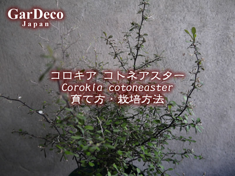 コロキア・コトネアスター（ Corokia cotoneaster ）の育て方・栽培方法