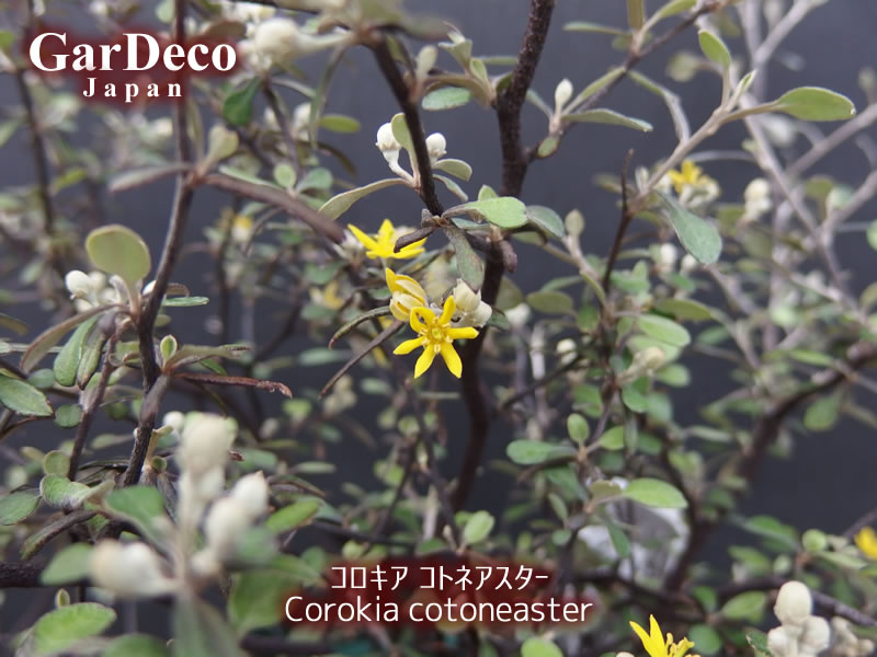 コロキア・コトネアステルの花