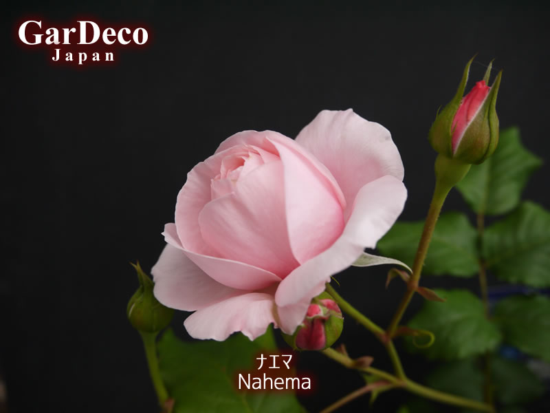 開花間近のバラ・ナエマ（Nahema）