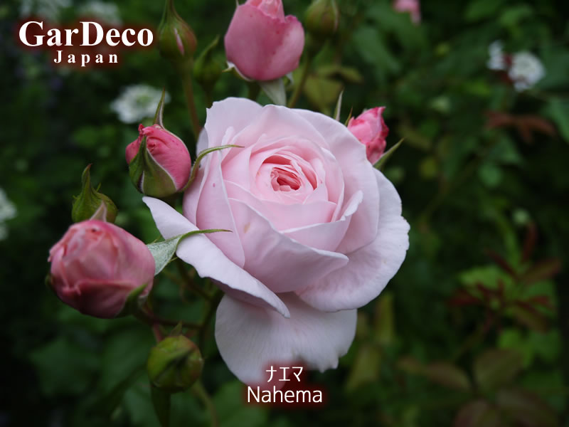 フランス・デルバールの四季咲きつるバラ、ナエマの写真・画像