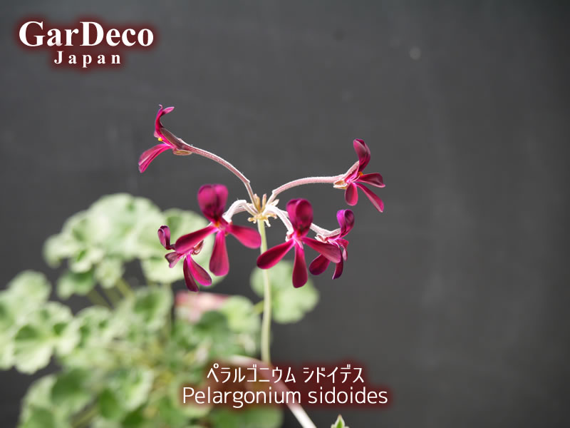 ペラルゴニウム・シドイデスが開花、だけど…。