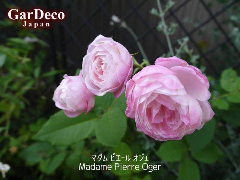 マダムピエールオジェ（Madame Pierre Oger）の二番花。