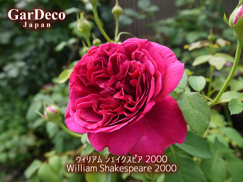 ウィリアムシェイクスピア２０００（ウィリアムシェークスピア２０００）の写真・画像