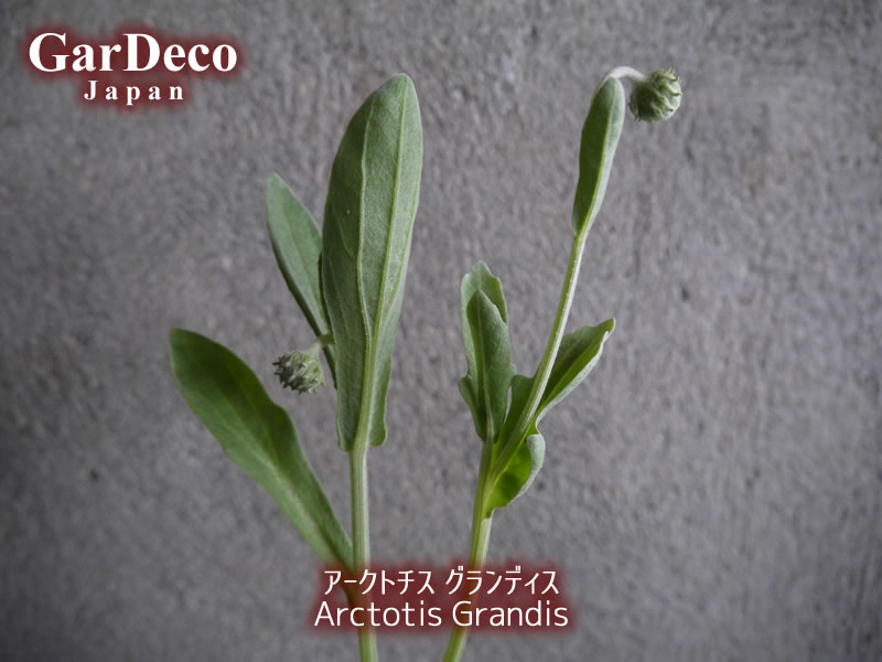 アークトチスグランディス（Arctotis Grandis）夏越しなるか？