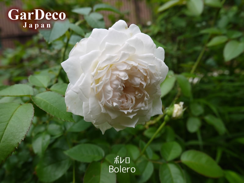 鉢植えのバラ、ボレロ（Bolero）の二番花
