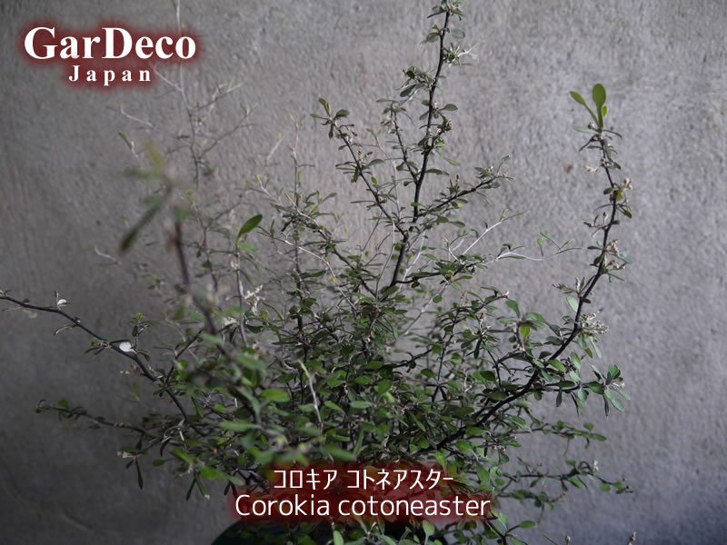 コロキア・コトネアスター（ Corokia cotoneaster ）の写真・画像