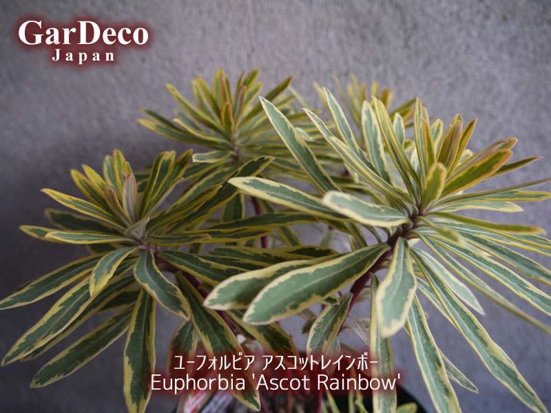 ユーフォルビア・アスコットレインボー（Euphorbia 'Ascot Rainbow'）の写真・画像