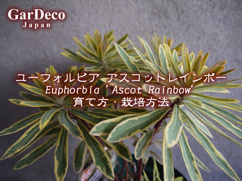 ユーフォルビア・アスコットレインボー（ Euphorbia 'Ascot Rainbow' ）の育て方・栽培方法