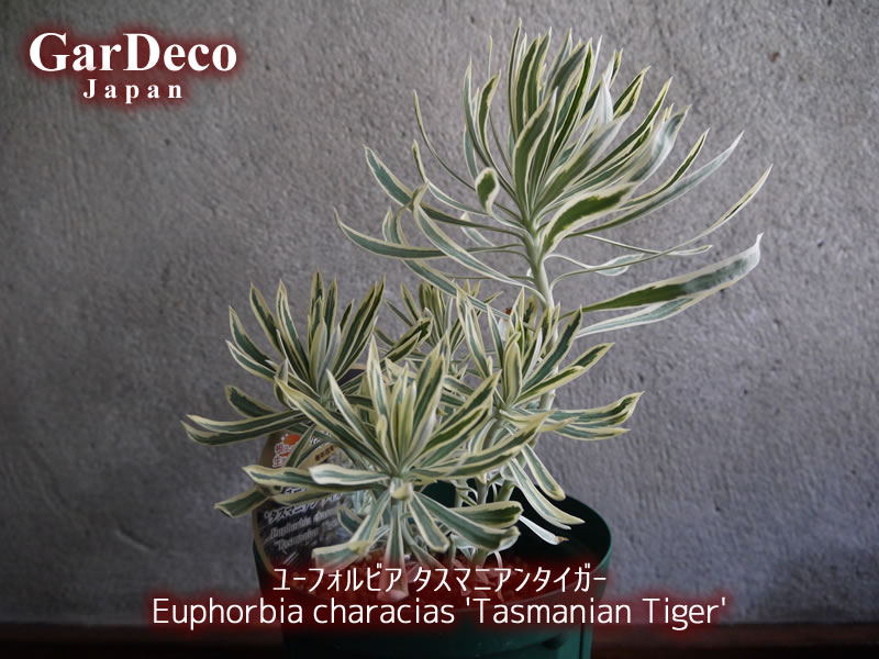 ユーフォルビア・タスマニアンタイガー（Euphorbia characias 'Tasmanian Tiger'）の写真・画像