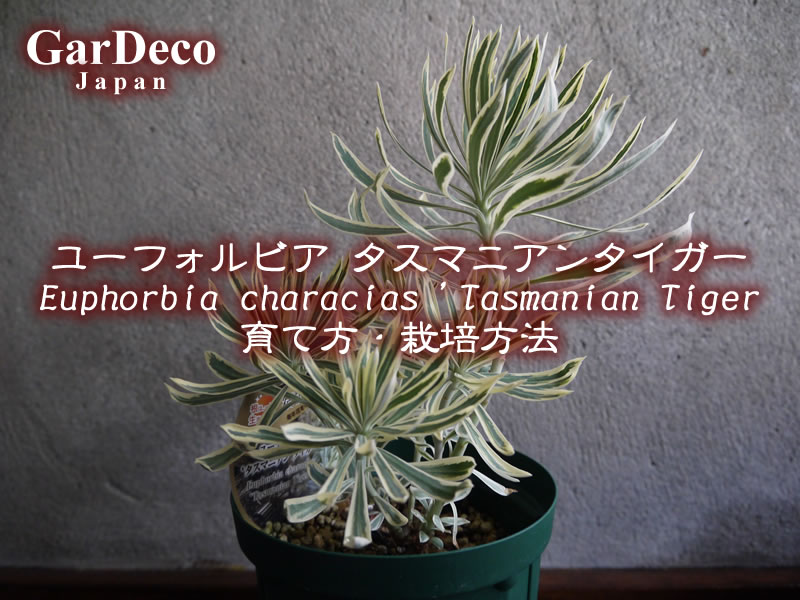 ユーフォルビア・タスマニアンタイガー（ Euphorbia characias 'Tasmanian Tiger' ）の育て方・栽培方法