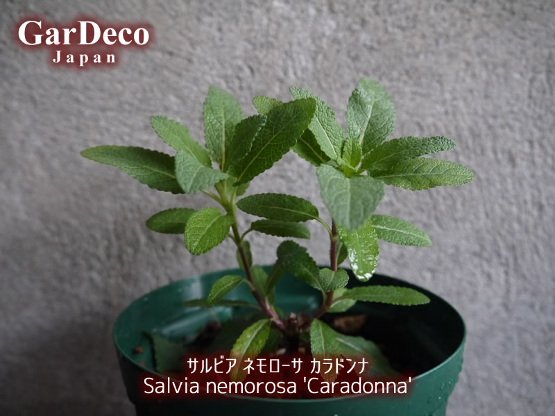 サルビアネモローサカラドンナ（Salvia nemorosa 'Caradonna'）の生長記録