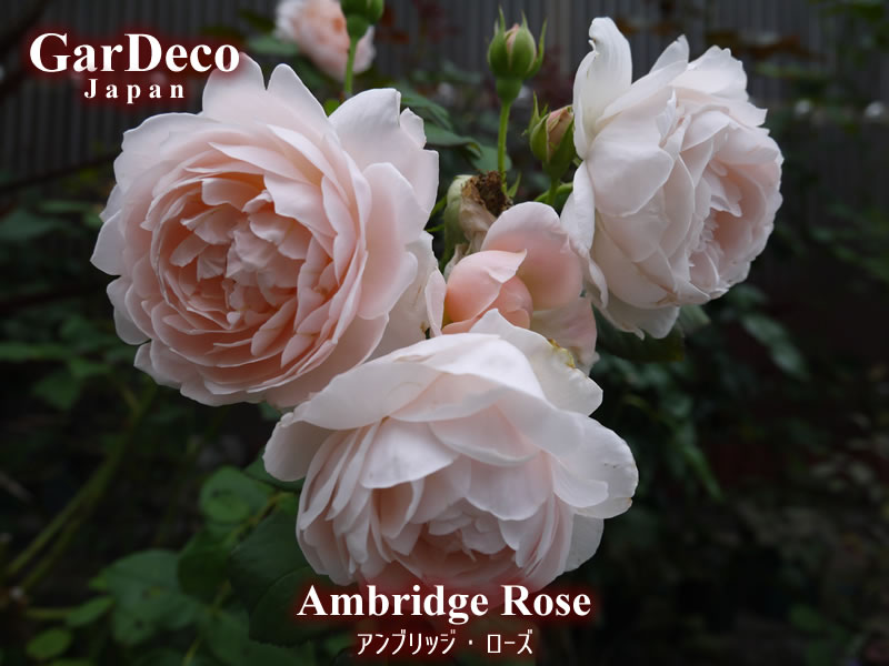 散る間際まで美しい…おすすめのバラ・アンブリッジローズ