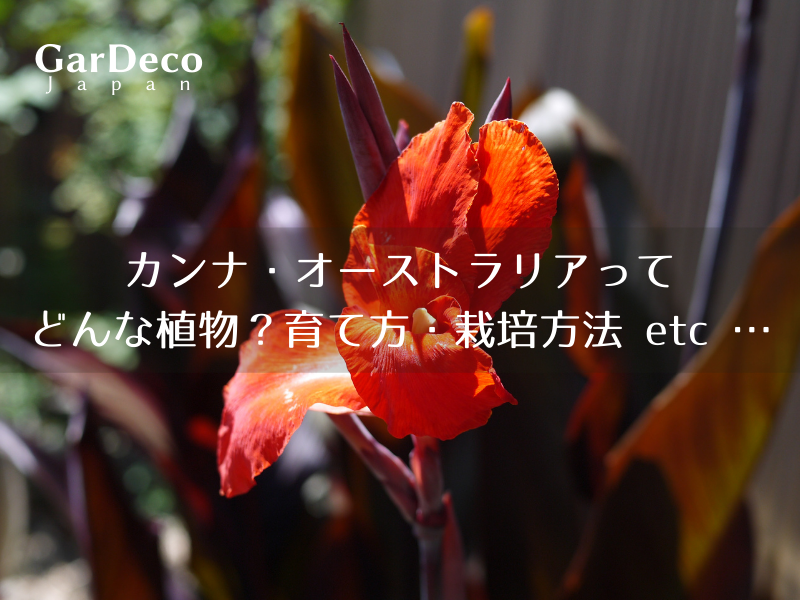 カンナ オーストラリアってどんな植物 育て方 栽培方法 Etc Gardeco Japan